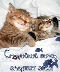 Открытка, сладких снов, спокойной ночи, пожелание, котята, одеяло