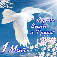 Открытка, картинка, 1 мая, Первомай, праздник, День весны и труда, поздравление, небо, голубь